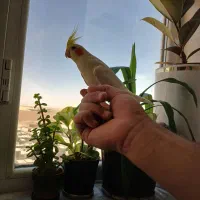 عروس. هلندی