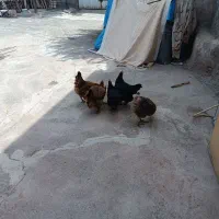 مرغ تخم گذار
