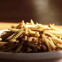 لارو خشک مانند میلورم خشک