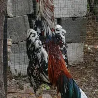 خروس اوشامو