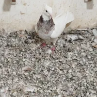 پرنده
