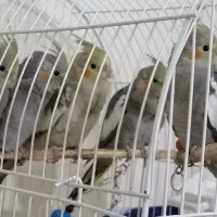 عروس هلندی