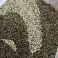 آویشن کوهی