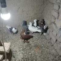 ۱۵ عدد کبوتر ۱۰ میلیون