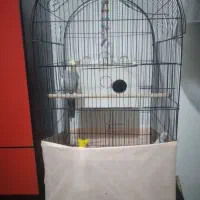 عروس هلندی