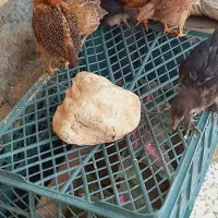 جوجه مرغ