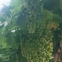 غوره عسگری