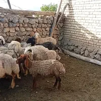 تعداد۳۶ راس گوسفند گلچین از گله