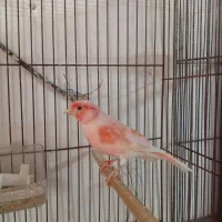 قناری موزاییکی اورجینال سرخ نر و ماده موزاییکی