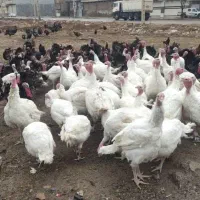 بوقلمون بیوتی سفید