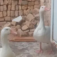 یک جفت غاز سرحال