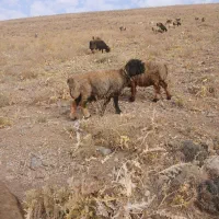۳۰ راس میش  فروشی