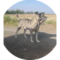 سگ اصیل سرابی