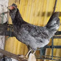 تخم مرغ نطفه دار ومرغ وخروس جوجه نژادگلین  اصیل