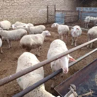 میش  لاکن