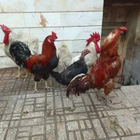 مرغ خروس