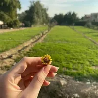 گمشده
