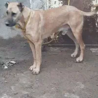 فروش سک سرابی 18ماه از نسل ساری سرداها