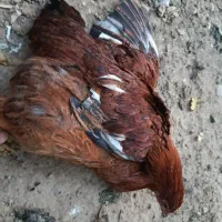 مرغ و خروس و اردک