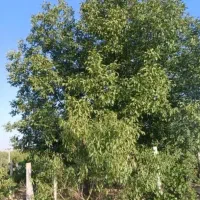 گردو چینی.اجاره بااکیپ وقراردادرسمی