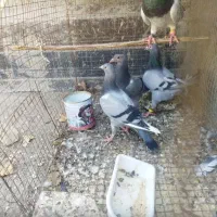جفت کفتر آلمانی و کرمانی با جوجه