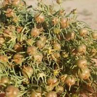 اسفند اعلا تازه