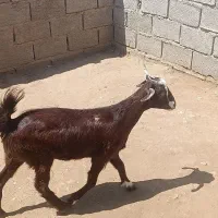 کهره ماده چاق