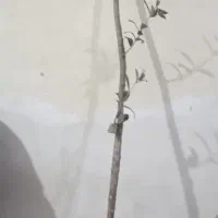 فروش نهال زیتون