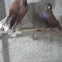 کبوتر سرخ