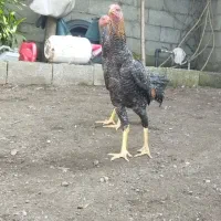 خروس لاری کوکو