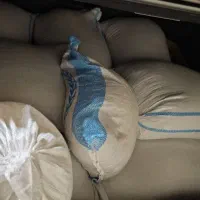 برنج چمپا