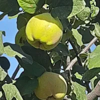 فروش به و انار کوهمره