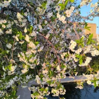 باغ ویلا ۱۰۰۰ متری ۳۰۰درخت میوه وساختمان ویلایی.
