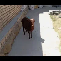 بره ماده عروس صحیح و سالم مفت و ارزون