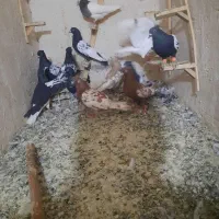 ۱۴ عدد کفتررنگه