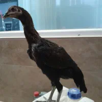 جوجه لاری اصل