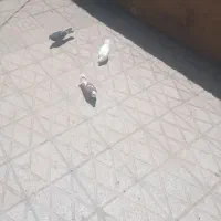 کبوتر|پرنده|کوهدشت, |دیوار