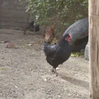 مرغ خروس فروشی