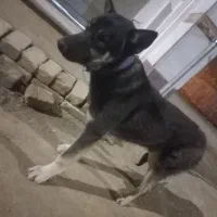 سگ هاسگی نر