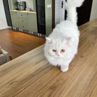 گربه پرشین بریتیش