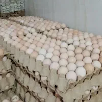 تخمرغ بومی نطفه دارجوجه یکروزه
