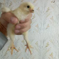 جوجه برهما لایت