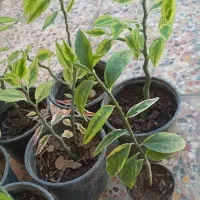 ماهی|ماهی|آبدانان, |دیوار