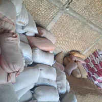 کارگر ساده نیازمندم