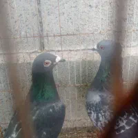 مسافتی|پرنده|خفر, |دیوار