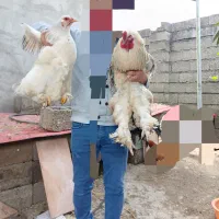 تخم نطفه دار برهما و مرندی