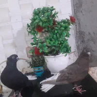 نروماده دمسفید