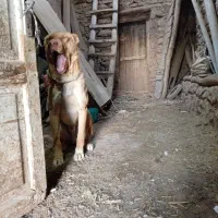 معاوضه سگ با بره نر