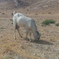 فروش نر دورگ صومال شاخ کوتاه