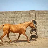 مادیان ترکمن ۶ ساله سمند طللایی